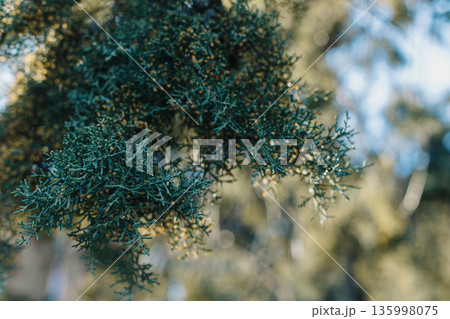 Fluffy branches of green cypress tree. Close-up. Selective focus. 135998075