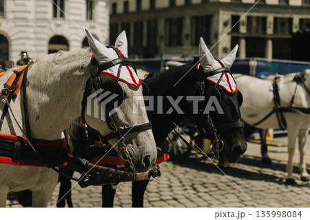 White and black horses harnessed to a carriage on the street of Vienna. White and black horses harnessed to a carriage on the street of Vienna. 135998084