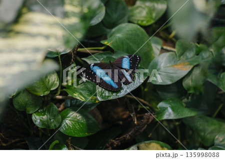 Beautiful butterfly on a green leaf in a greenhouse. Beautiful butterfly on a green leaf in a greenhouse. 135998088
