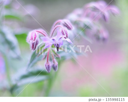 雨に濡れた紫色の草花 雨に濡れた紫色の草花 135998115