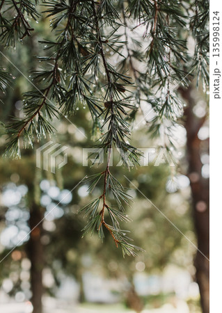Raindrops on a fluffy fresh branches of larch. 135998124