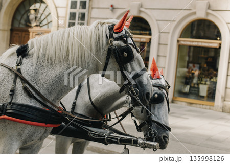 White and black horses harnessed to a carriage on the street of Vienna. White and black horses harnessed to a carriage on the street of Vienna. 135998126