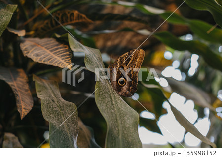 Beautiful butterfly on a green leaf in a greenhouse. Beautiful butterfly on a green leaf in a greenhouse. 135998152