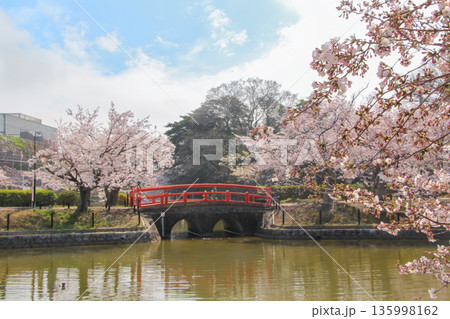 赤い橋と満開の桜がある公園 赤い橋と満開の桜がある公園 135998162