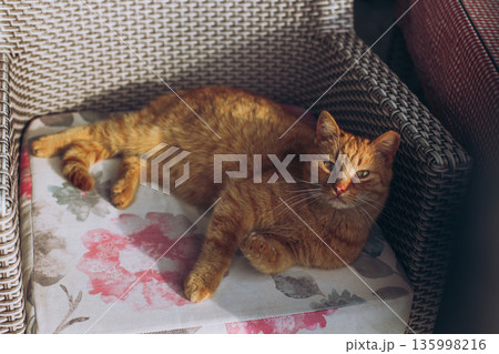 Cute red cat laying in an armchair on a street of Budva, Montenegro. Portrait of a street cat. Cute red cat laying in an armchair on a street of Budva, Montenegro. Portrait of a street cat. 135998216