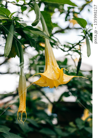 Beautiful yellow Datura flower (Brugmansia aurea), the golden angel's trumpet in a garden. Beautiful yellow Datura flower (Brugmansia aurea), the golden angel's trumpet in a garden. 135998217