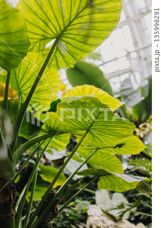 Amazing tropical plants in a greenhouse, Vienna, Austria. Amazing tropical plants in a greenhouse, Vienna, Austria. 135998291