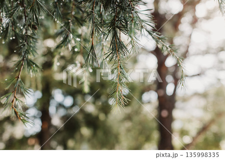 Raindrops on a fluffy fresh branches of larch. 135998335