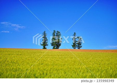 マイルドセブンの丘 135998349