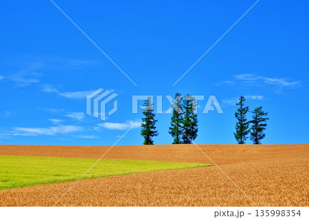 マイルドセブンの丘 135998354