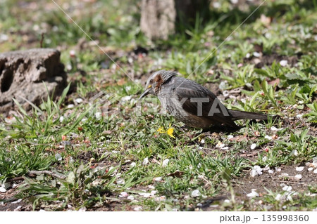 タンポポの花でおなかがいっぱい タンポポの花でおなかがいっぱい 135998360