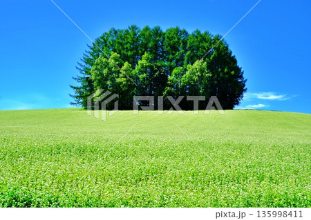 マイルドセブンの木 135998411