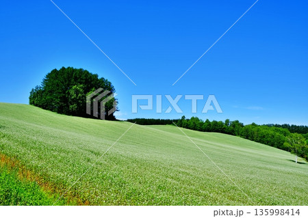 マイルドセブンの木 135998414