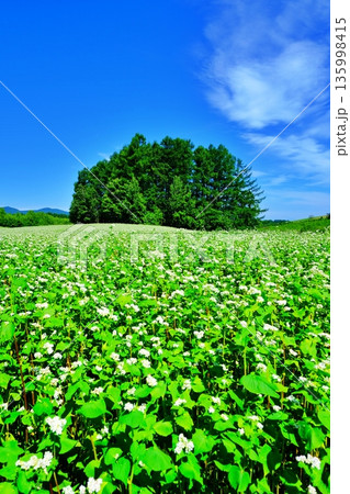 マイルドセブンの木 135998415