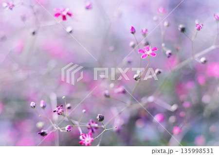 可憐なピンクの草花 可憐なピンクの草花 135998531