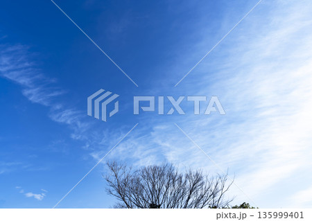 冬空と雲と木立 135999401