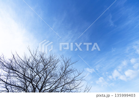 冬空と雲と木立 冬空と雲と木立 135999403