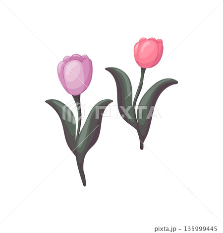 Pink tulips spring flowers illustration Pink tulips spring flowers illustration 135999445