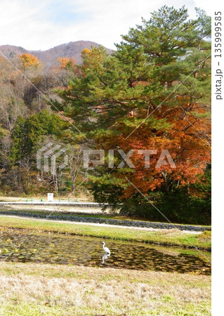 【岐阜県】白川郷の田んぼで佇む白鷺 135999585