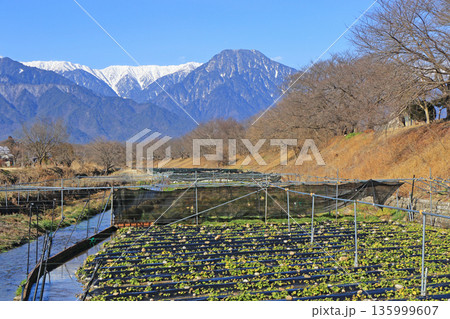 冬の安曇野 穂高川わさび園 冬の安曇野 穂高川わさび園 135999607