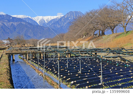 冬の安曇野　穂高川わさび園 135999608