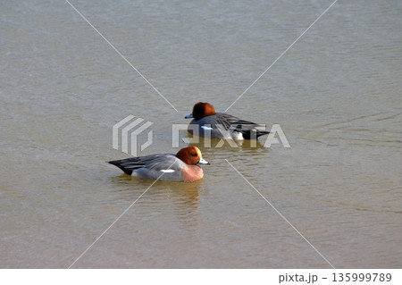 冬の水面をゆく静かな旅人 冬の水面をゆく静かな旅人 135999789