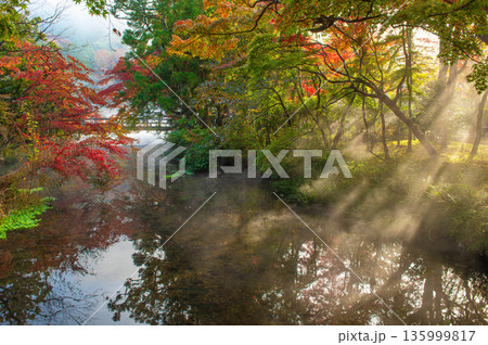 金鱗湖周辺の朝霧と光芒 金鱗湖周辺の朝霧と光芒 135999817