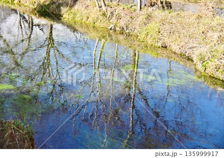 蓼川の水面に映り込む青空と木の幹 135999917
