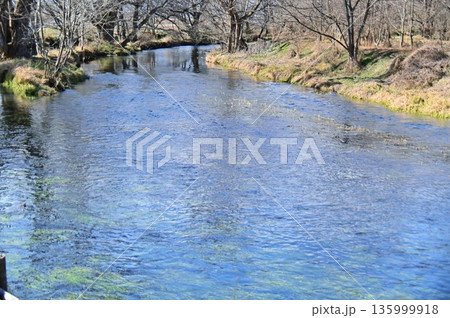 清流蓼川の冬の景色 135999918