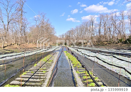 ワサビ田の冬景色 135999919