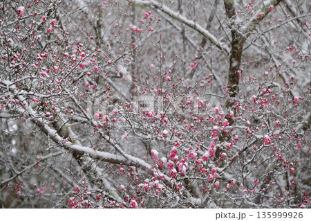 降雪と紅梅 降雪と紅梅 135999926