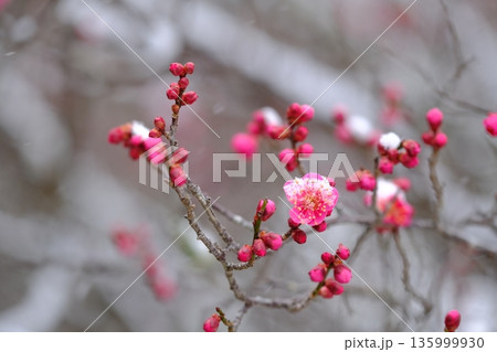 降雪と紅梅 降雪と紅梅 135999930