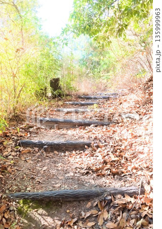 山頂へ向かう森林の登山道 山頂へ向かう森林の登山道 135999963
