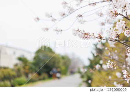 桜のある武庫川河川敷 136000005