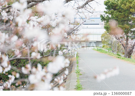 桜のある武庫川河川敷 136000087