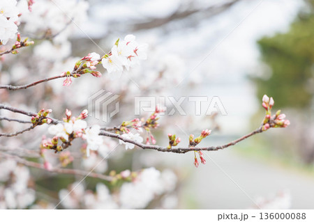 桜のある武庫川河川敷 136000088