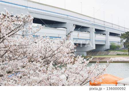桜のある武庫川河川敷 136000092