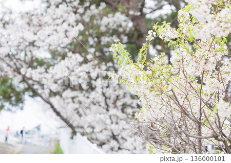 桜のある武庫川河川敷 136000101