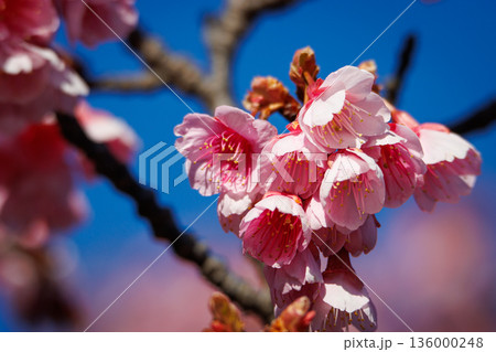 青空に映える鮮やかなピンクの寒緋桜(カンヒザクラ) 青空に映える鮮やかなピンクの寒緋桜(カンヒザクラ) 136000248