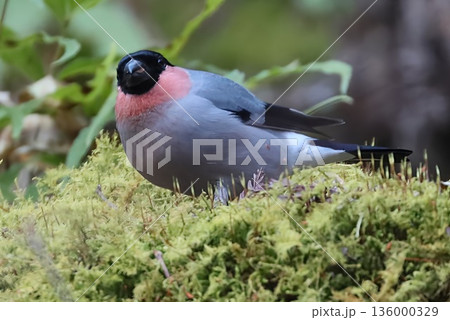 冬の林道に訪れたウソ 136000329