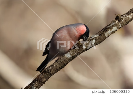 冬の林道に訪れたウソ 136000330