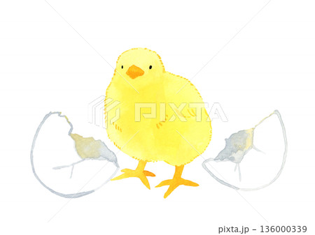 卵から孵ったヒヨコ　手描き水彩イラスト素材 136000339