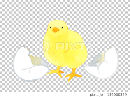 卵から孵ったヒヨコ　手描き水彩イラスト素材 136000339