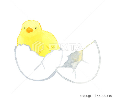 卵から孵ったヒヨコ　手描き水彩イラスト素材 136000340
