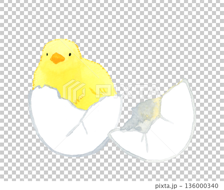 卵から孵ったヒヨコ　手描き水彩イラスト素材 136000340