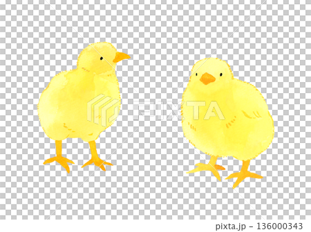 一組可愛的小雞－手繪水彩插圖 136000343