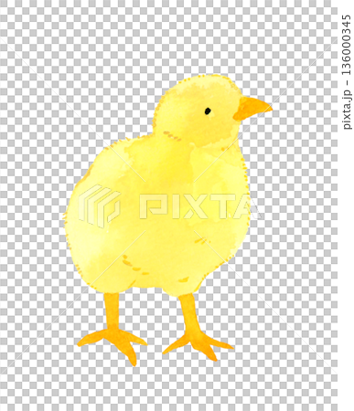 Cute chick hand-drawn watercolor illustration Cute chick hand-drawn watercolor illustration 136000345
