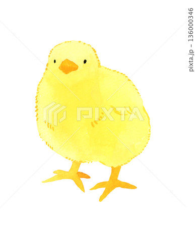 かわいいヒヨコ　手描き水彩イラスト素材 136000346
