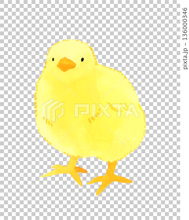 かわいいヒヨコ　手描き水彩イラスト素材 136000346