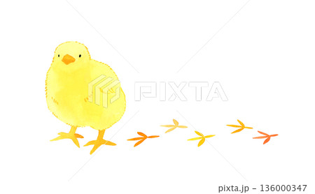 足跡をつけて歩くかわいいヒヨコ　手描き水彩イラスト素材 136000347